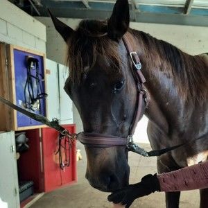 Meet your Posher, Alyse